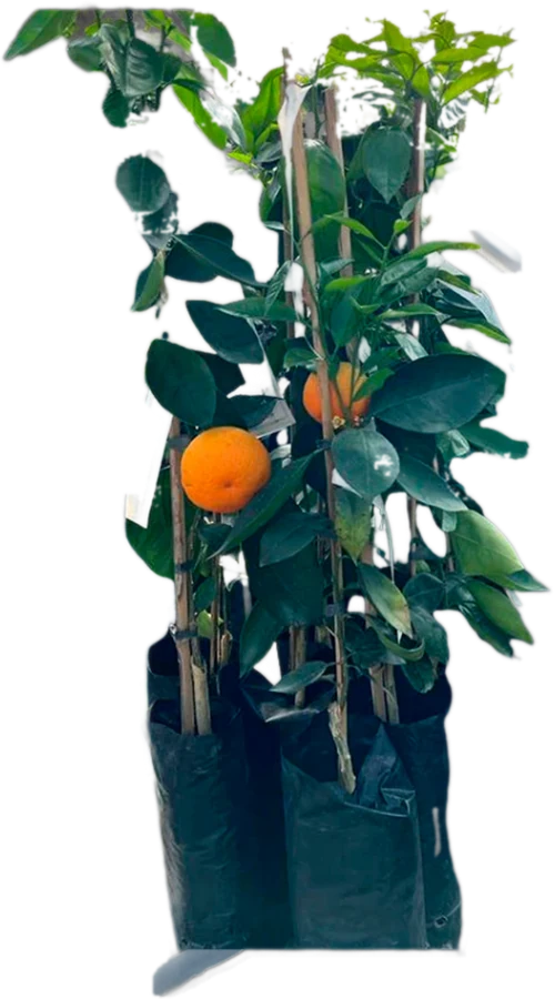 Mudas cítricas com laranjas maduras, cultivadas em sacolas de viveiro com substrato Citrus