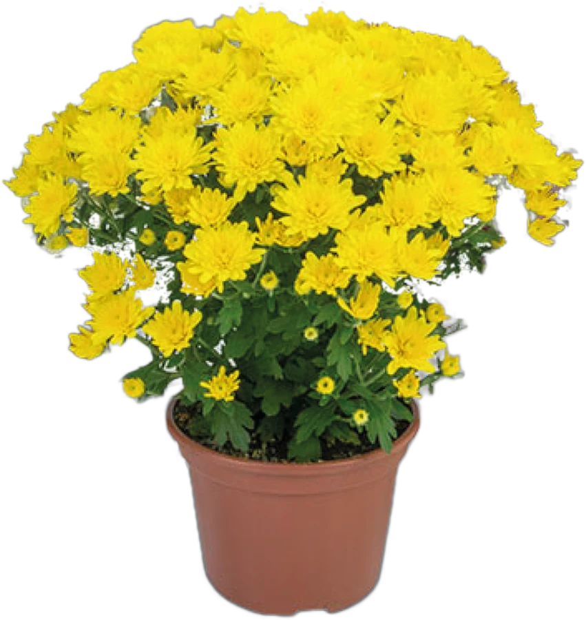 Vaso com crisântemo amarelo florido, cultivado em substrato Flor com Sphagno